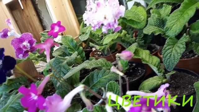 Миниатюрные стрептокарпусы. Почему я их люблю? смотреть онлайн