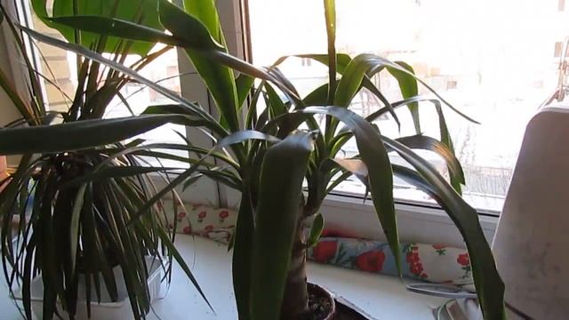 Самые неприхотливые домашние растения. Монстера, драцена, юкка. смотреть онлайн