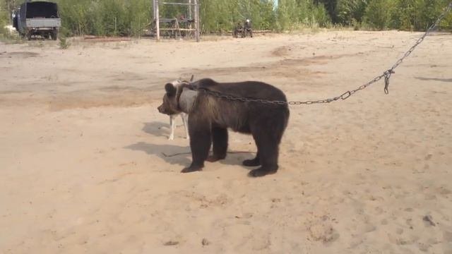 Притравка по медведю