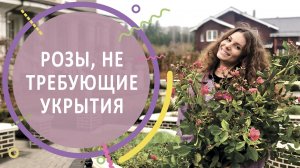 Розы, зимующие в Подмосковье без укрытия