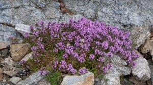 ТИМЬЯН (ЧЕБРЕЦЬ) ПОЛЕЗНЫЕ СВОЙСТВА, ПРОТИВОПОКАЗАНИЯ ДЛЯ МУЖЧИН И ЖЕНЩИН