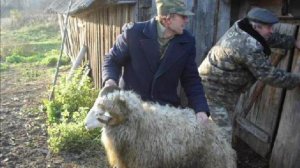 золотое руно