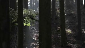 Самый большой в Мире деревянный ксилофон