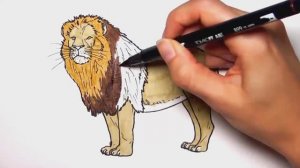 Как нарисовать Льва  - Раскрашиваем страницы с дикими животными для детей - Учим цвета с животными