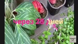 Как Укоренить Вырастить АНТУРИУМ из Цветка ||How to Root Grow Anthurium from a Flower