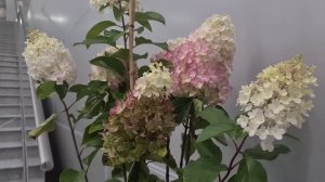 Индиан Саммер. Метельчатая гортензия для суровой зимы и жаркого лета