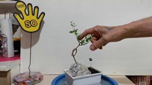 Гранат в камне завязанный узлом 8 часть. Зимняя обрезка