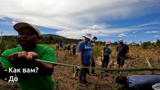 МЫ на ферме Чайного Дерева в Кении. Как вырастить, ухаживать и собирать? смотреть онлайн