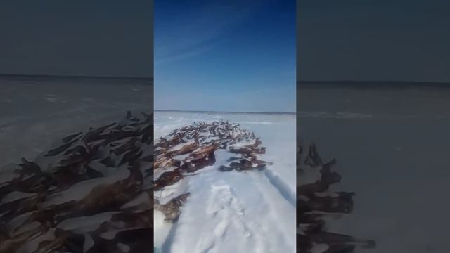 тундра Хатанга смотреть онлайн