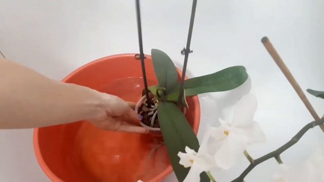 Орхидеи. Как ухаживать за орхидеями🌺🌺🌺
