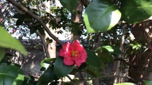 Samurai’s flower Camellia- Камелия , цветок самураев