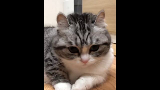 Ваши #ОхужэтиХвостики!
