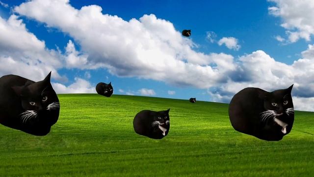 Maxwell the cat dances in 360°