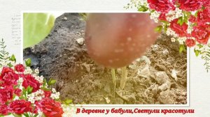 Почему желтеют плоды баклажанов?Фитофтороз?