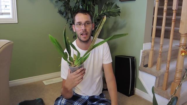 Orchid Update Part 2 and other stuff смотреть онлайн