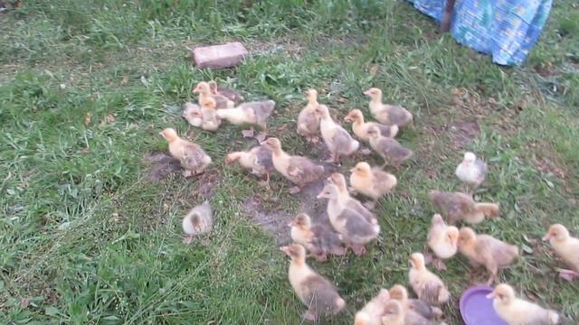 гуси утки  - 20 апреля