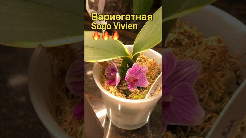 #орхидеи #орхідеї #данапротасова #orchid #sogovivien