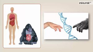 Родина человечества. Как появился человек