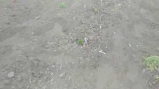 Можно ли прививать абрикос на миндаль? смотреть онлайн