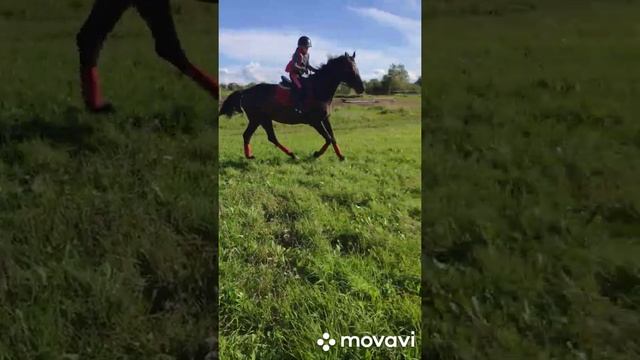 Лошадь продается: Мерин голштинской породы 2008 г.р. Привезен из Германии. 27.08.20. смотреть онлайн