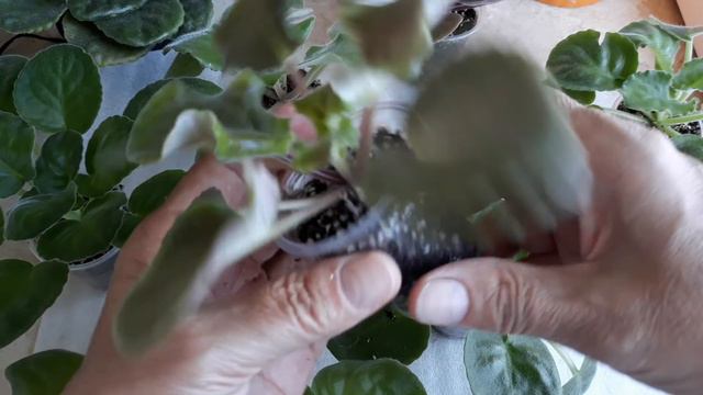 Каких деток фиалки можно переваливать? смотреть онлайн