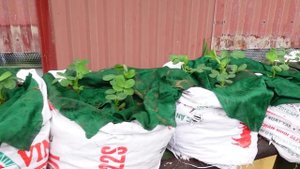 Brilliant Idea | How to Grow Peanuts at Home | Extremely Easy for Beginners