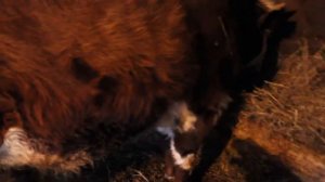 КАК ЛЕЧИТЬ ПСОРОПТОЗ У КРС?