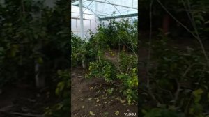 Лимоны Таджикистана. Гиссарская долина, Алмасы, 19 ноября 2022. #лимонарийвТаджикистане #Таджикиста