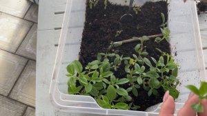 Черенкование метельчатой гортензии