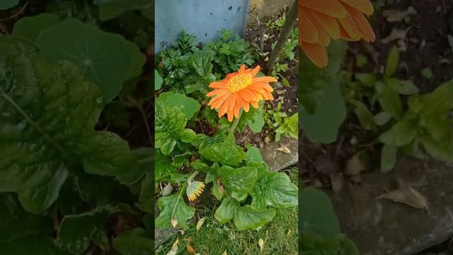 🧡GERBERA