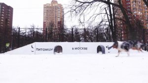 ПЕРВЫЕ ПРОГУЛКИ С ЩЕНКОМ АУССИ I собачьи друзья и собачья школа