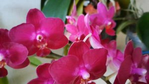 #PHALAENOPSIS АЗИАТСКИЙ ДРАКОН❣️ДАЙМОНД КИНГ (БРАЗИЛИЯ)❤️ HALINA❣️#orhids #ORJIDEA #FLOR 🌱🦋❤️🧡💛😍