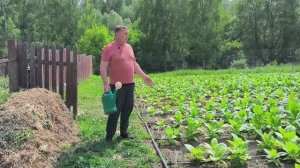 Долой лейку, да здравствует капельный полив. Табак не растет. Обзор наших посадок. Жизнь в деревне