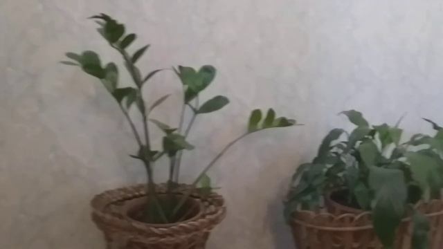 Музей-усадьба графа Льва Толстого в Хамовниках