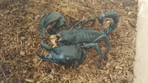 Как кушает скорпион