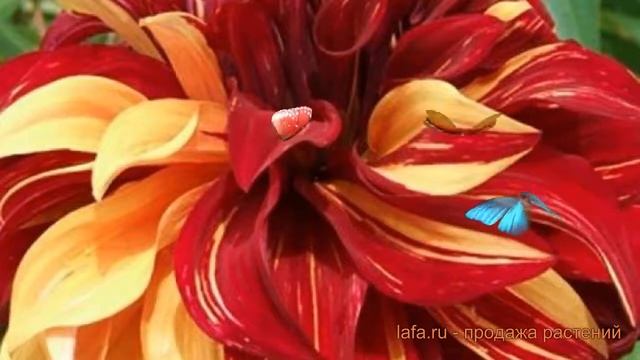 Георгина декоративная Боухимиан Спартакус ? обзор: как сажать, луковицы георгины Боухимиан Спартаку