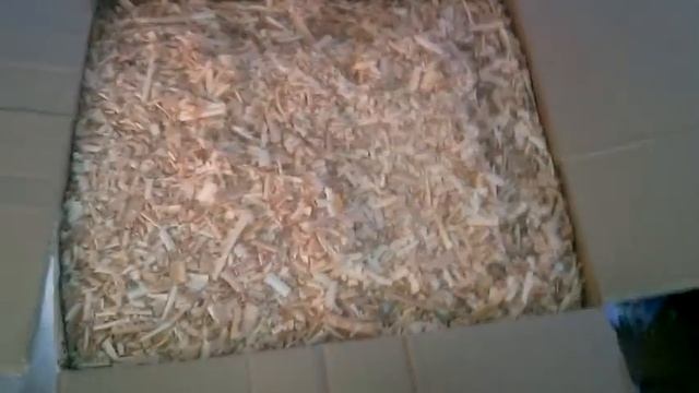 МУСКУСНЫЕ УТЯТА, КОРМЛЕНИЕ УТЯТ/ ПРОДАЖА ЦЕНЫ.ВСЁ КАК ЕСТЬ РАЗГОВОР ПО ДУШАМ! 30 березня 2020 р. смотреть онлайн