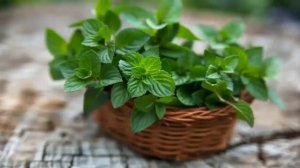 ФИТОНЦИДЫ - НАТУРАЛЬНЫЕ АНТИБИОТИКИ. В КАКИХ ПРОДУКТАХ СОДЕРЖАТСЯ