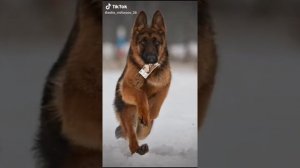 немецкие овчарки в тик ток 1 часть