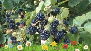 Ежевика обыкновенная Агавам ? Обзор: посадка и уход. крупномеры ежевики: описание и особенности