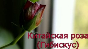 Комнатные цветы на букву   К