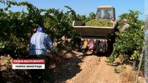 20.08.2018 В совхозе «Качинский +» за две недели работы собрали почти 1600 тонн винограда