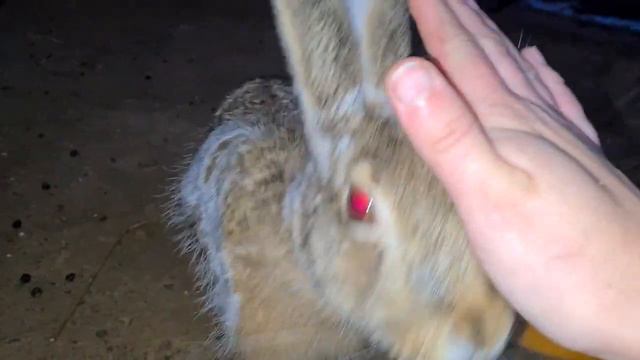 "Сейчас он нам влепит" - заяц Каспер требует вкушать еду. Срочно. смотреть онлайн