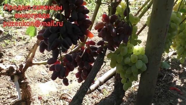 Виноград Байконур на участке Пузенко Натальи Лариасовны