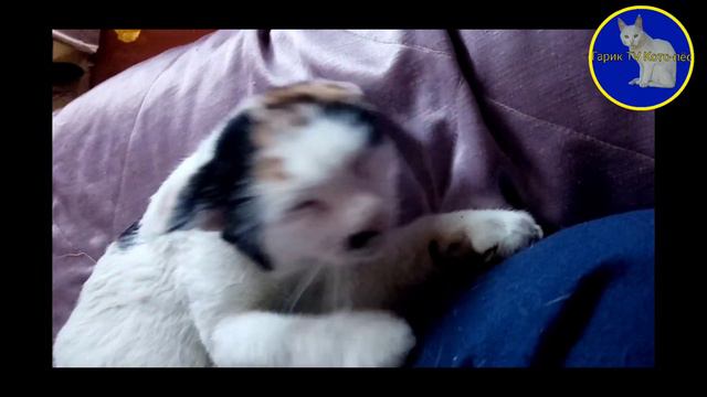 😍 Милота 😻(Влог ) смотреть онлайн