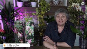 Жимолость Декоративная ✔️ Каприфоль - Лианы ✔️ Советы от Хитсад ТВ