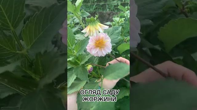 Flowers/Георгины /  Garden