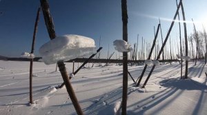 Рыбалка на Бурейском водохранилище 2020.  Мальмальта.