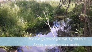 Свой пруд на участке. Разведение рыбы на своём участке.