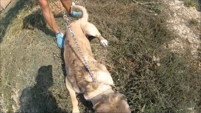 Пёс Бой. Приют для бездомных животных "Лисёна". смотреть онлайн